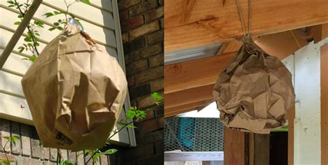 brown paper bag fake hornets nest|are paper wasp nests real.